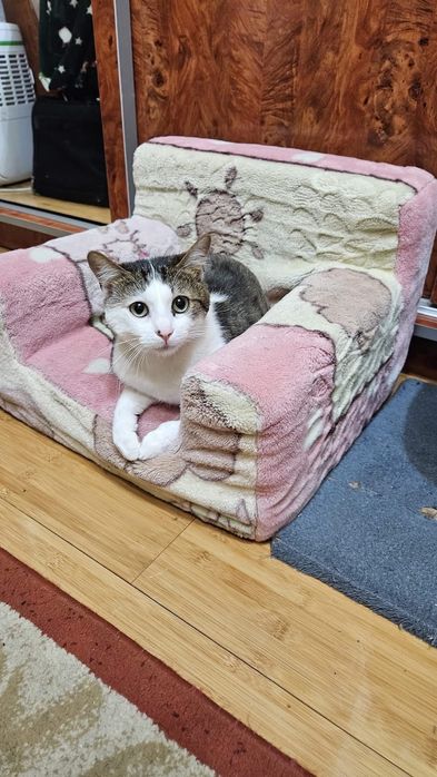 Motan 1 an de adoptat