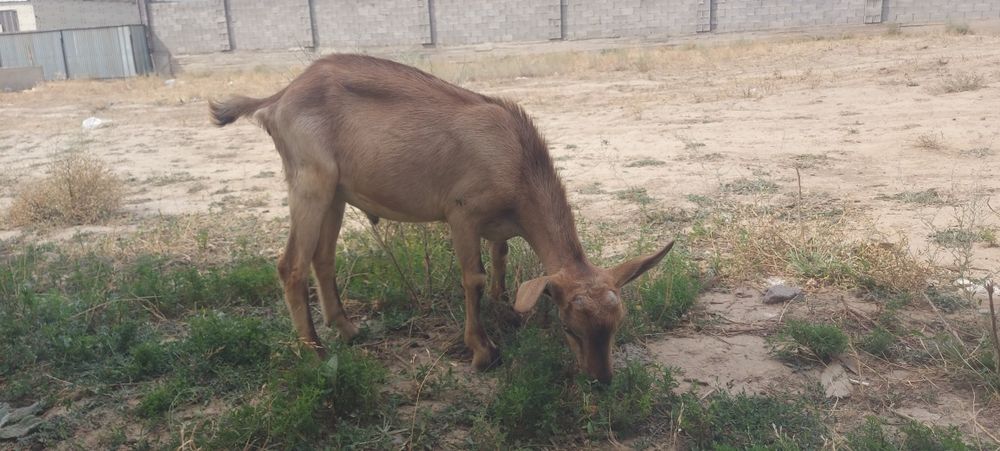 Козел породистый