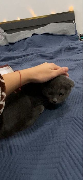 Котенок примесь шотландца породистый