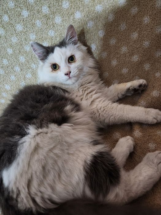 Отдам бесплатно котенка мальчика