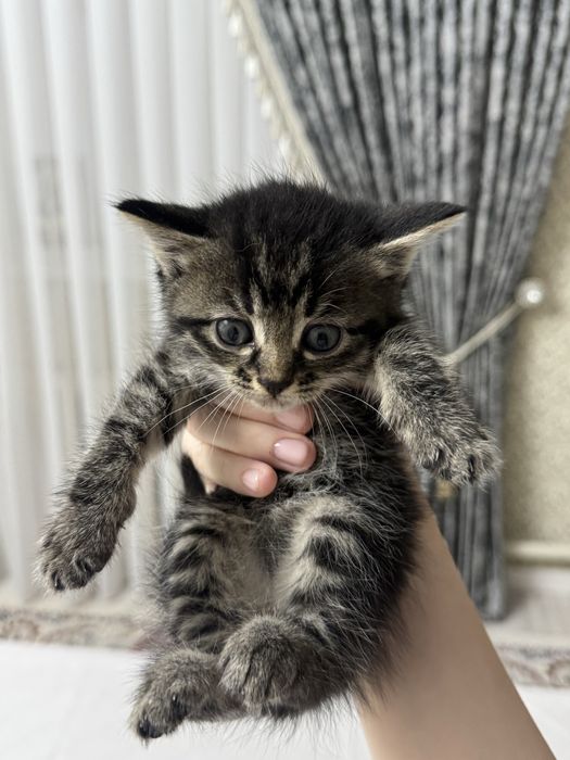 Котята отдам даром