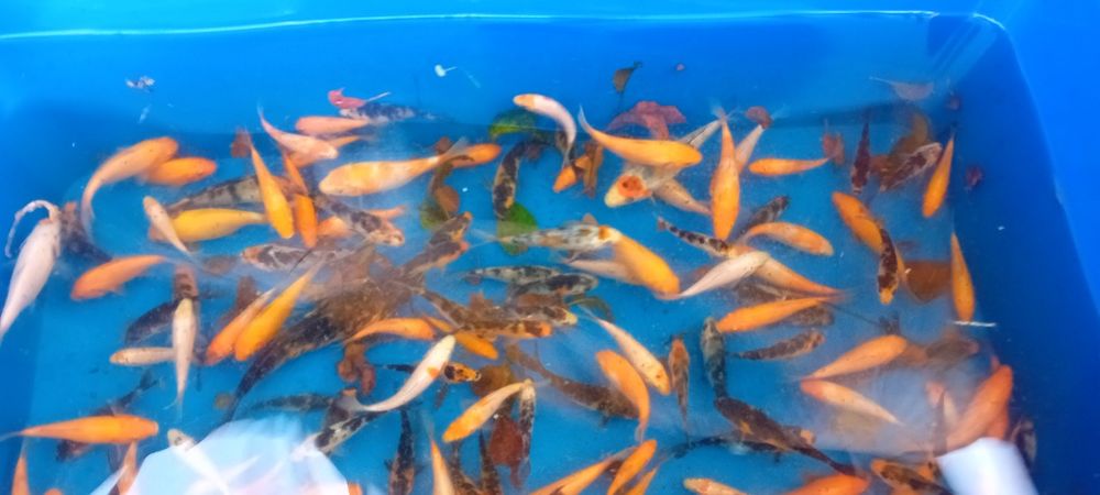 Crapi koi 7-15 cm