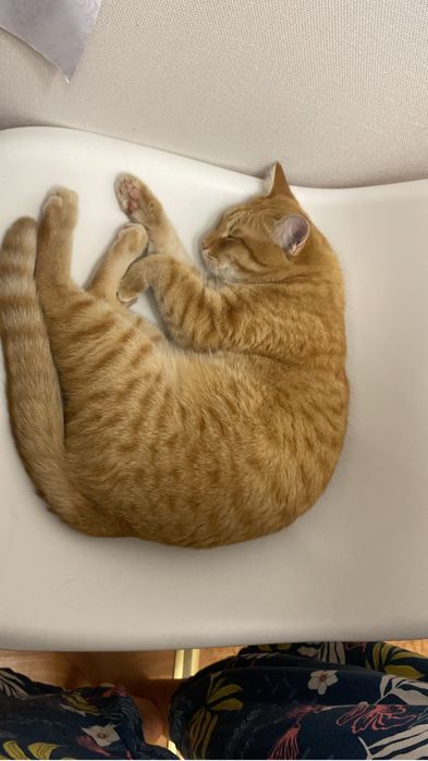 Отдам кота домашнего