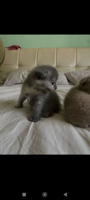 Породистые котята