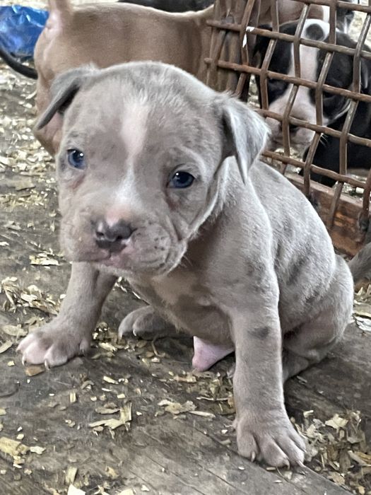 Американский булли