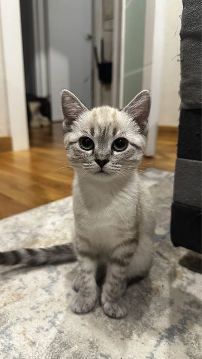 Шотландская вислоухая кошка.