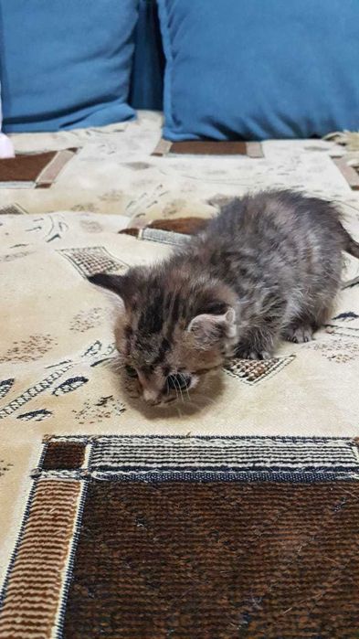 Отдам Котенка в добрые Руки