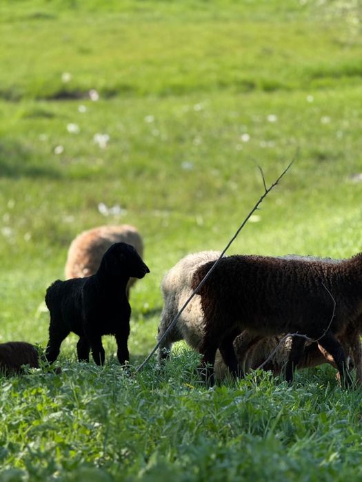 Баран қой қозысымен 60 бас