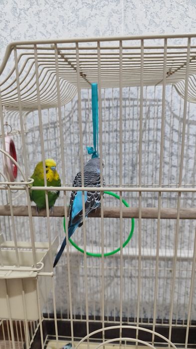 Продам волнистых попугаев