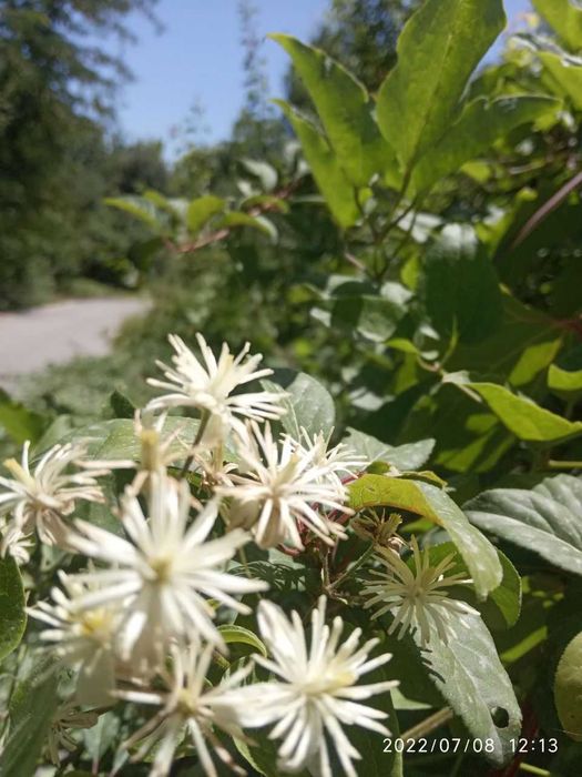 Декоративные растения плюс подставки под цветы