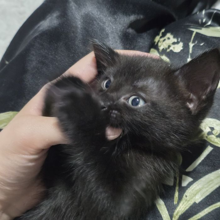 Отдаём котенка в добрые руки