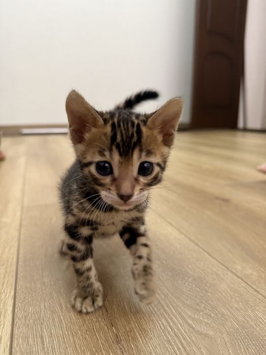 Bengal mushukcha mushuk bolasi бенгалский котёнок