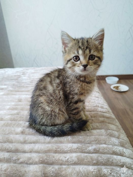 Ласковые Скотиш  страйт, о правильной вязки
