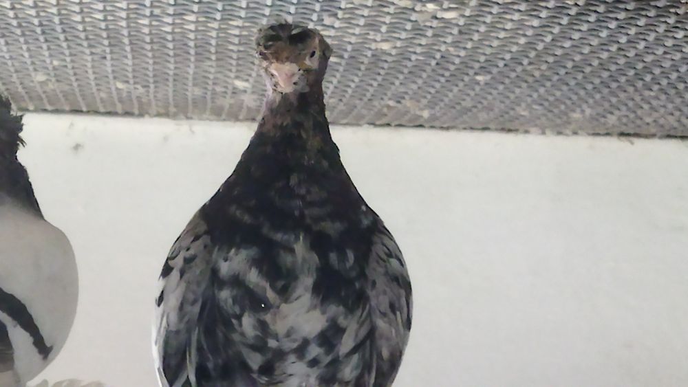 Голуби продаются