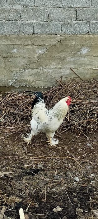 Продается петух 1 шт