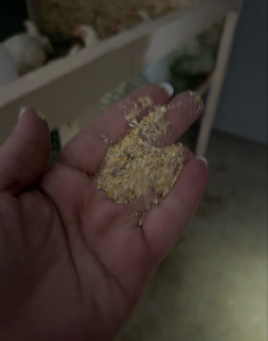 Pui albi de carne sacrificati