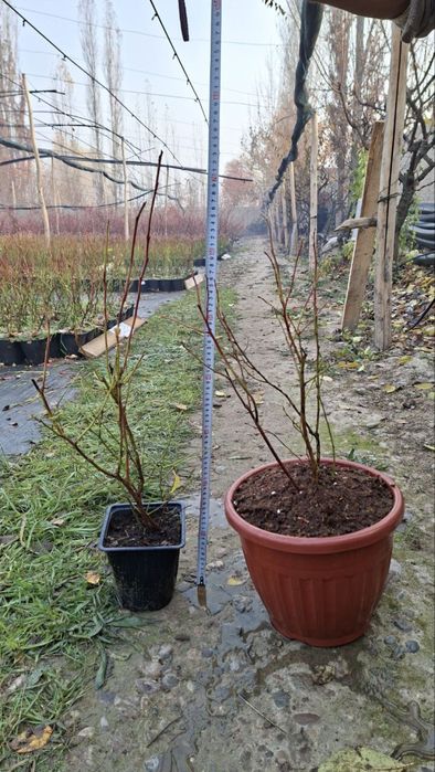 Саженцы голубики