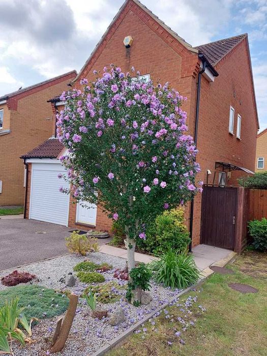 Хибискус Кичест - Дървовидна ружа 
Студоустойчив