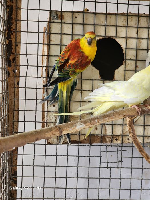 Певчик нар сотилади.