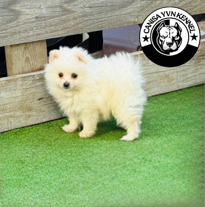 Mascul pomeranian miny cu pedegree
