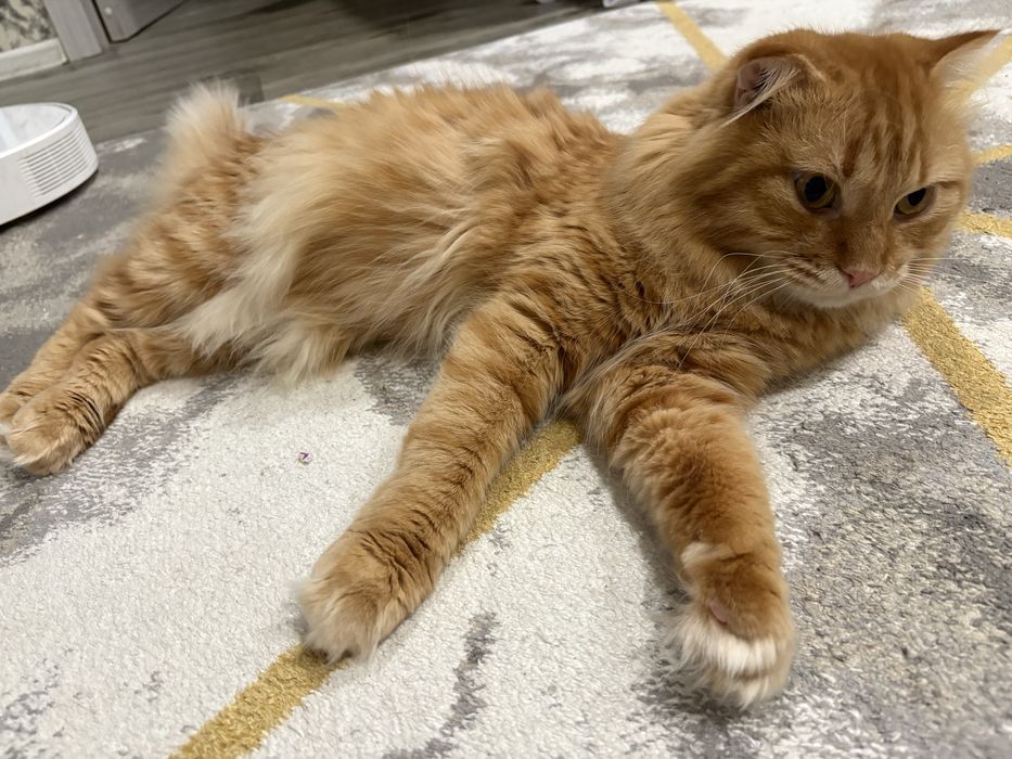 Котик в хорошие руки