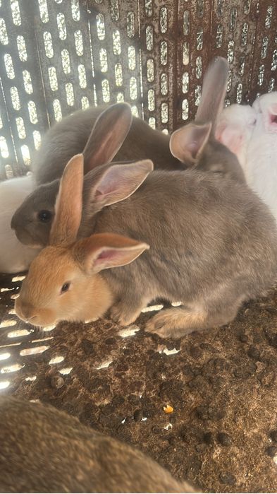 Iepuri foarte frumosi un cadou deosebit pentru Pasti