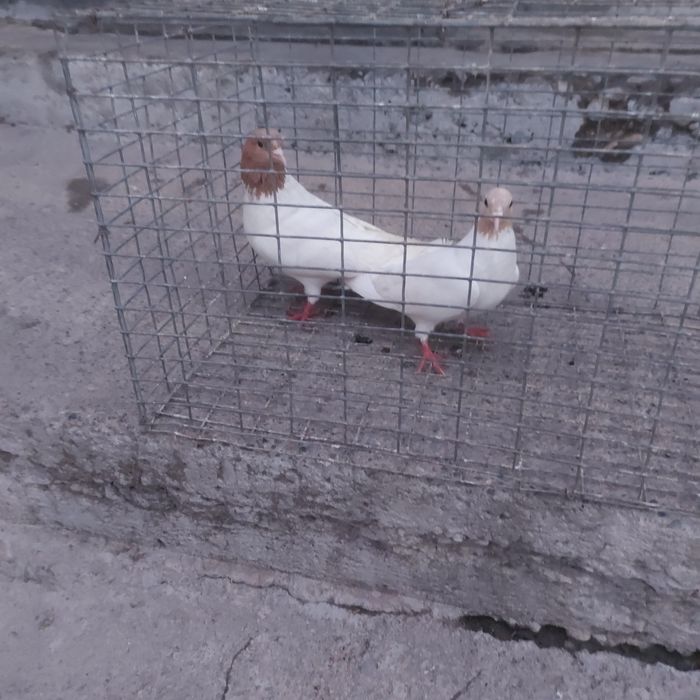 Сарибас пара гатовый лет с игрой