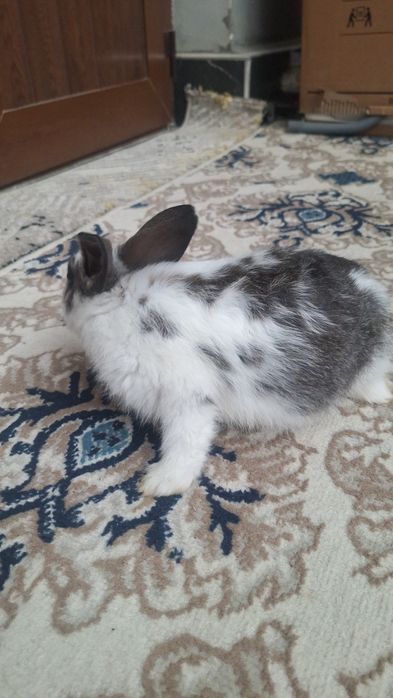 Quyonchalar sotiladi