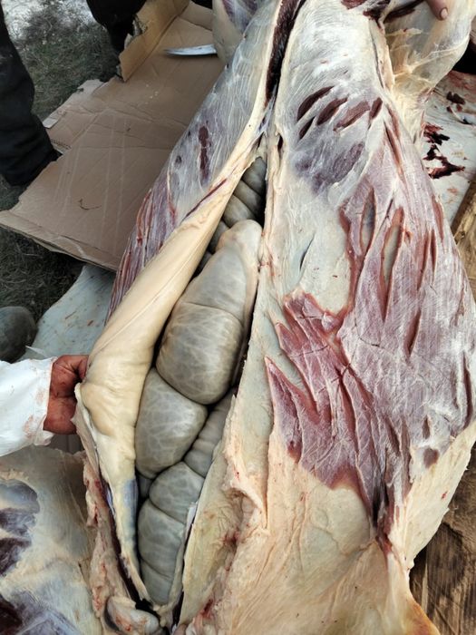 жабагы калада 2400 тг