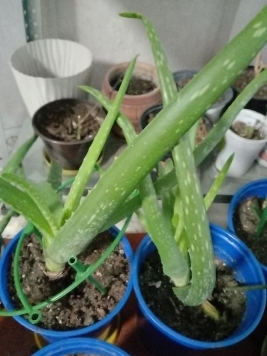 Алоэ Вера в продаже