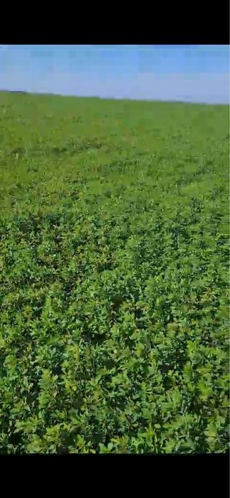 Семена люцерна СЕМИРЕЧНЫЙ сорт. Магниченный