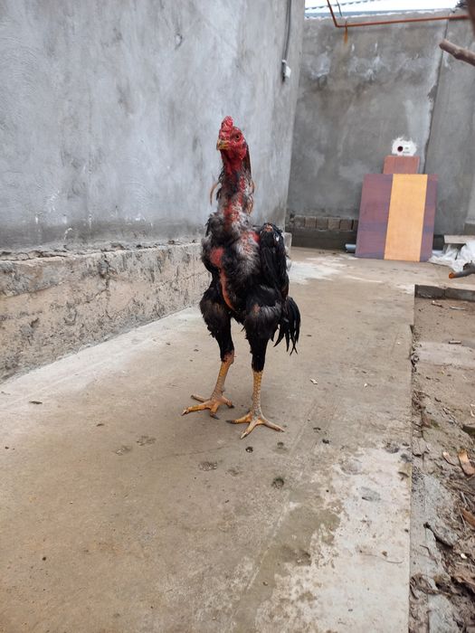 Dakan xoroz sotiladi