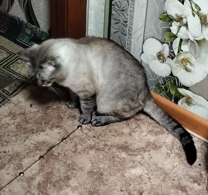 Помогите найти кота!