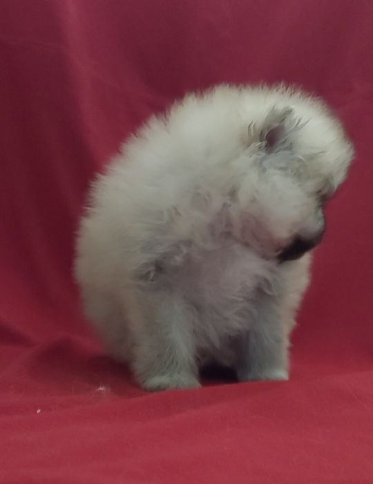 Шпицы разных окрасов