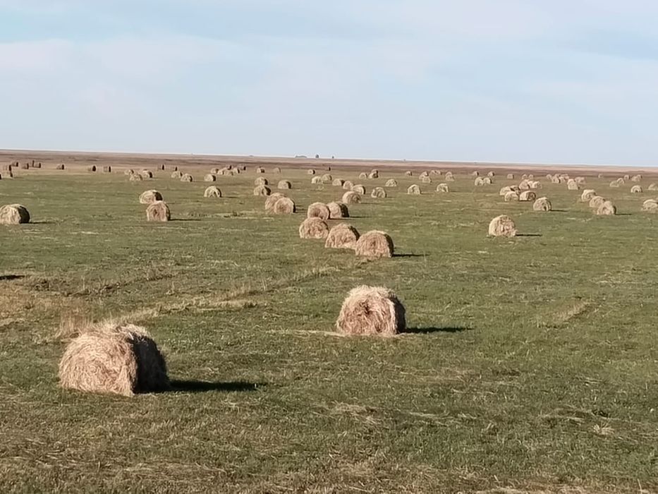 Шөп сатылады шөп сатылады