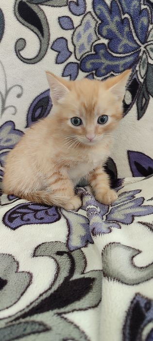 Отдам котенка мальчика