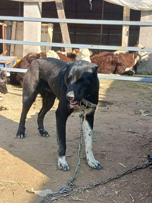 Продаётся собака