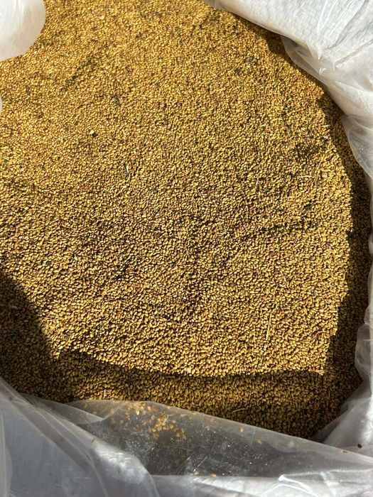 люцерново семе 2025