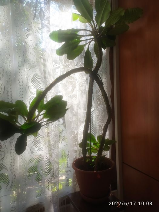 Разные комнатные цветы