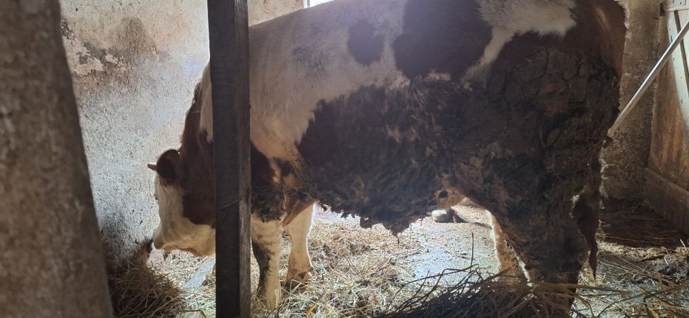 Vând Taur şi Jurincă