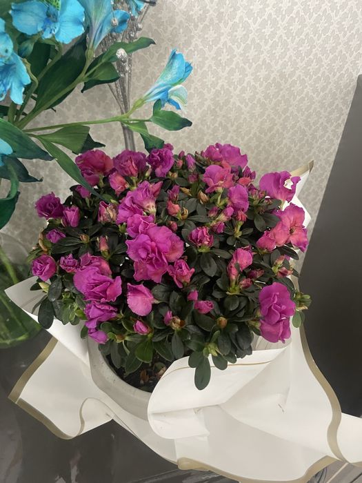 букет есть 1 день гарантия