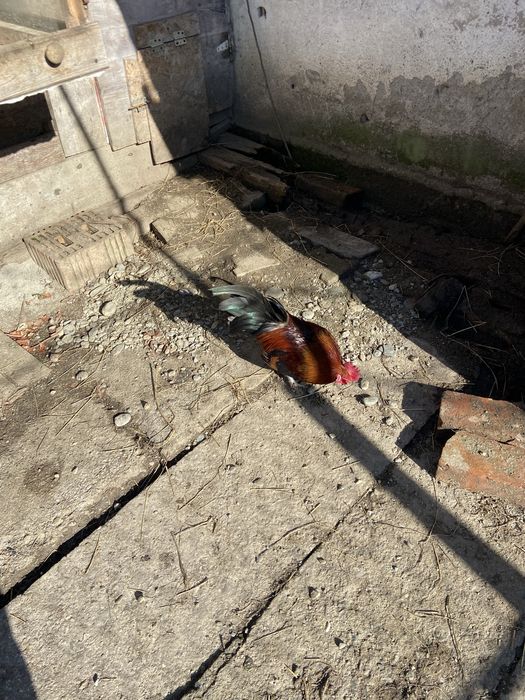 Vand cocos italian pitic