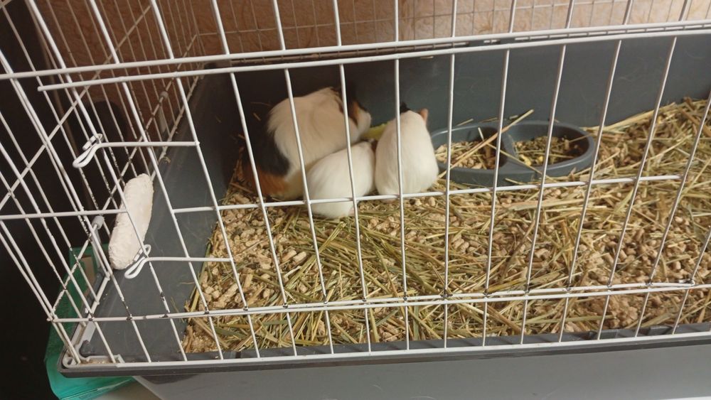 Продам морских свинок