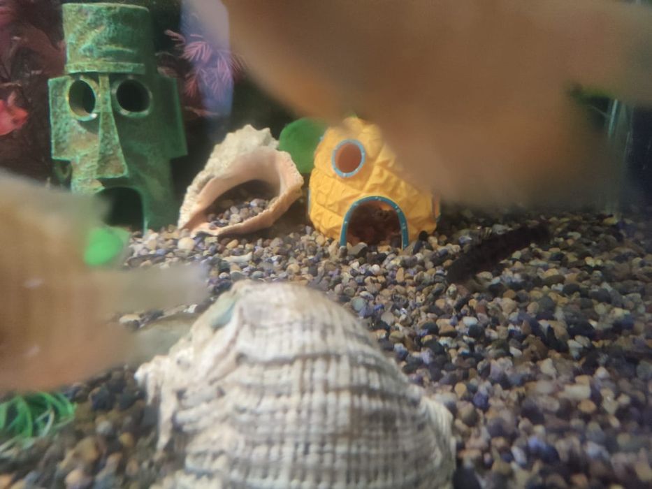 Укомплектованный аквариум