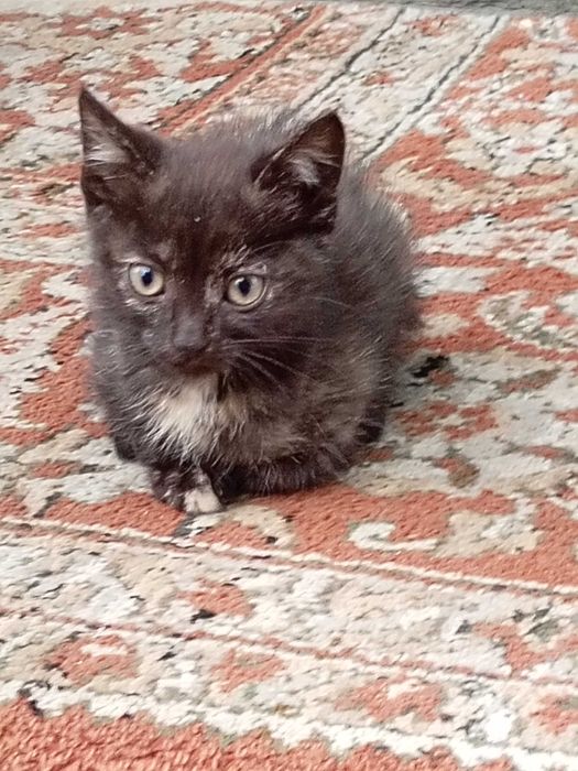 Котята ждут своих маму и папу.