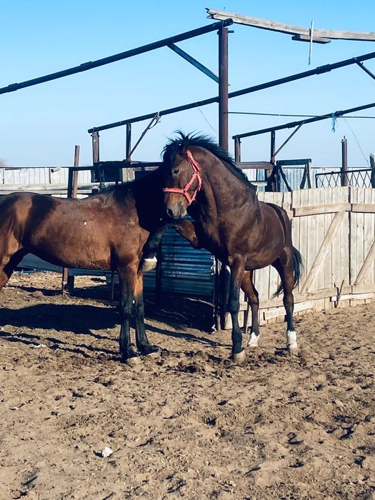 Айғыр сатылады срочно! Бағасын келісеміз