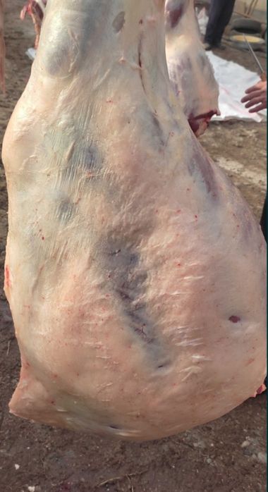 Ет жылкы еті конина