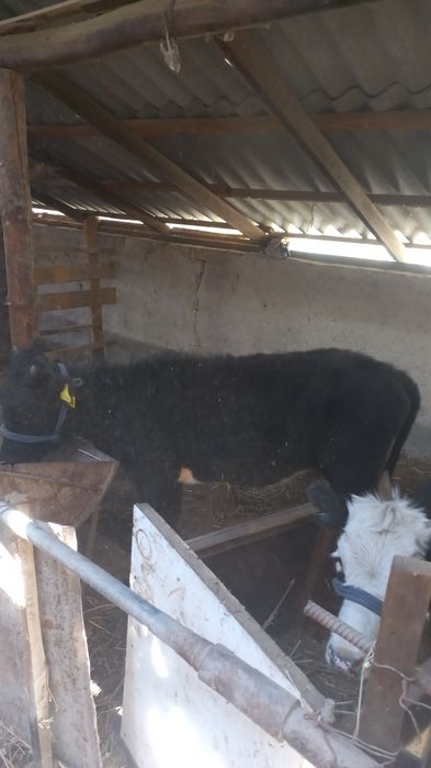 1 жасар 5 ургашы баспактар бірге