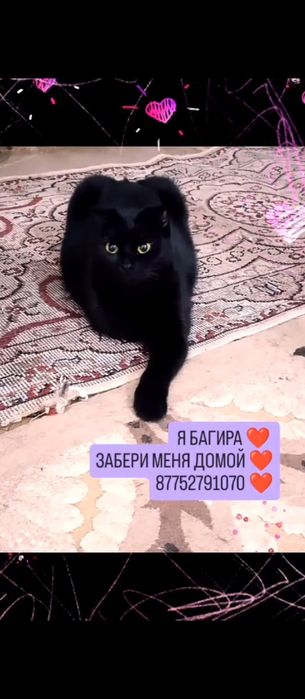 Багира ищет любящий дом