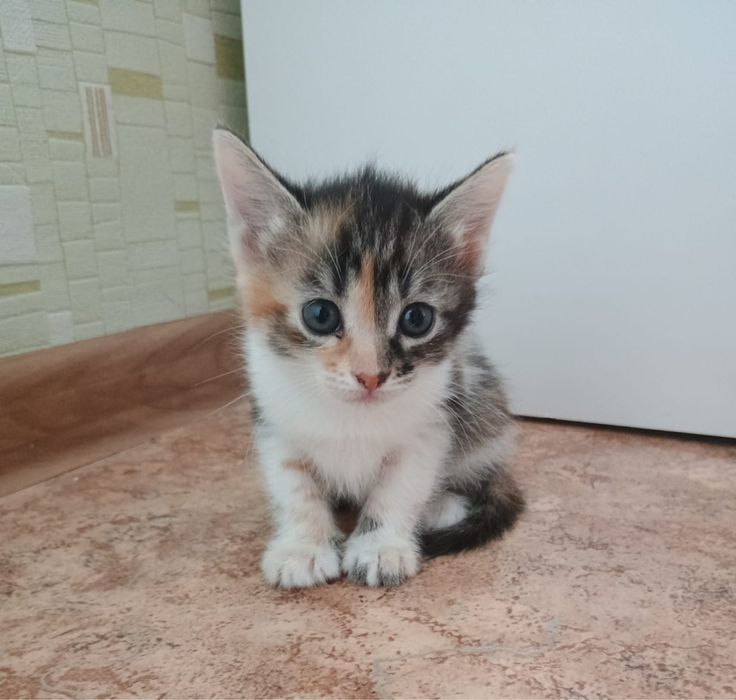 Отдам котят бесплатно